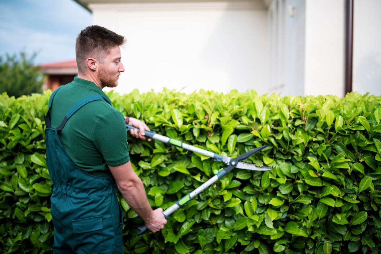 Landscape professional trimming a hedge